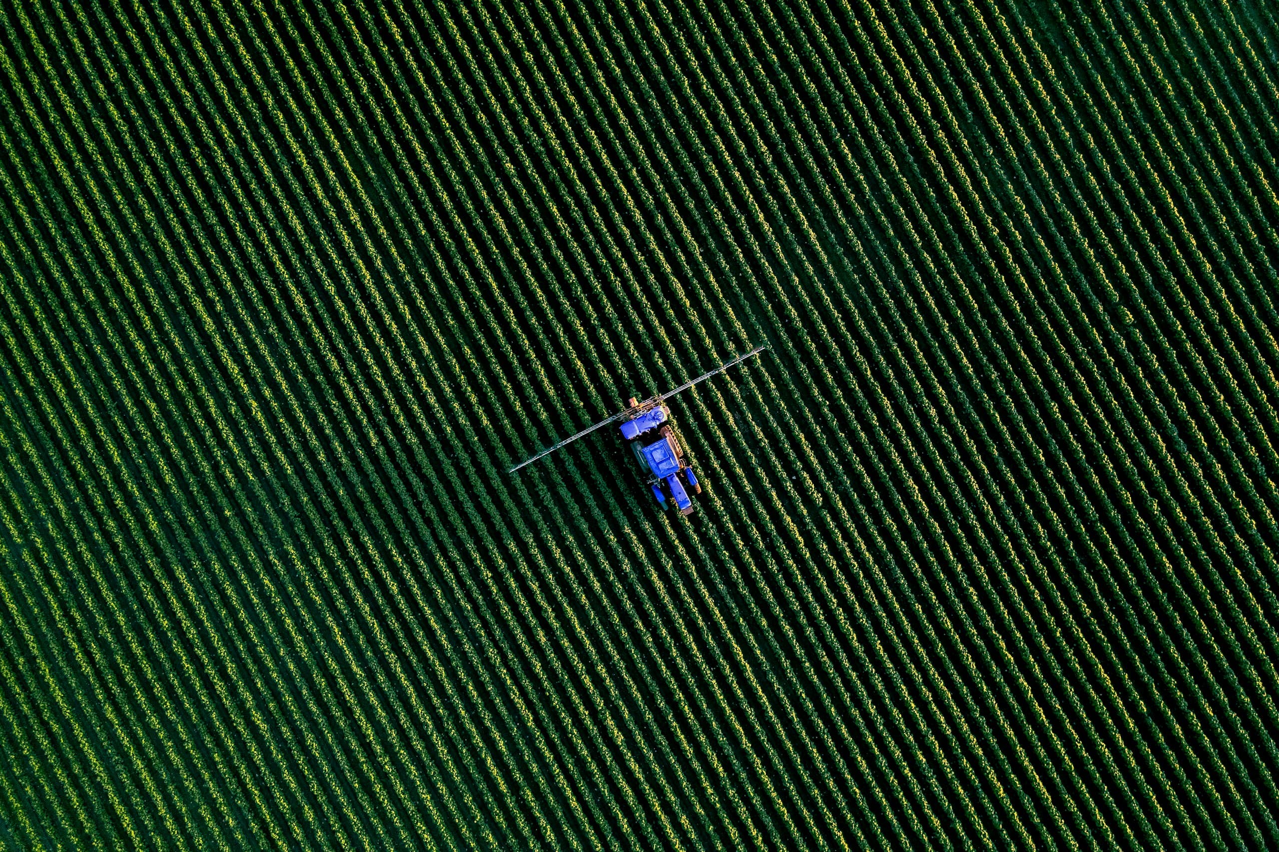 Luftaufnahme einer Feldspritze, die zwischen gleichmäßigen Reihen über ein grünes Feld fährt