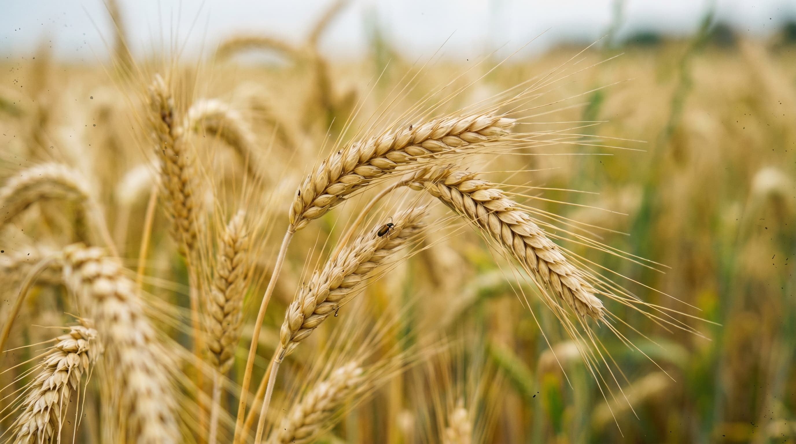 Reife Weizenähren im Feld, Nahaufnahme